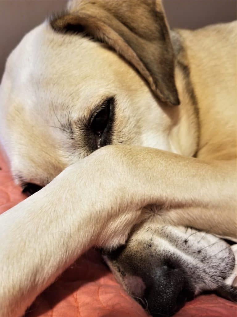 Gracie sleeping with her paw over her face