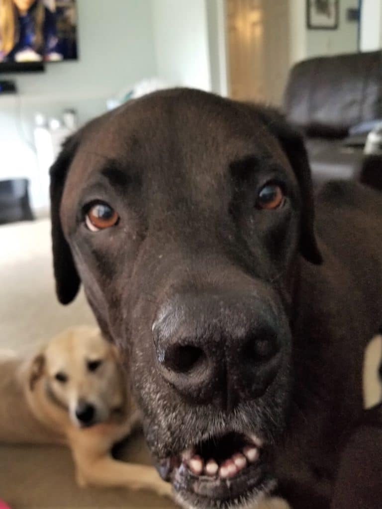 Sampson with a photo bomb from Gracie